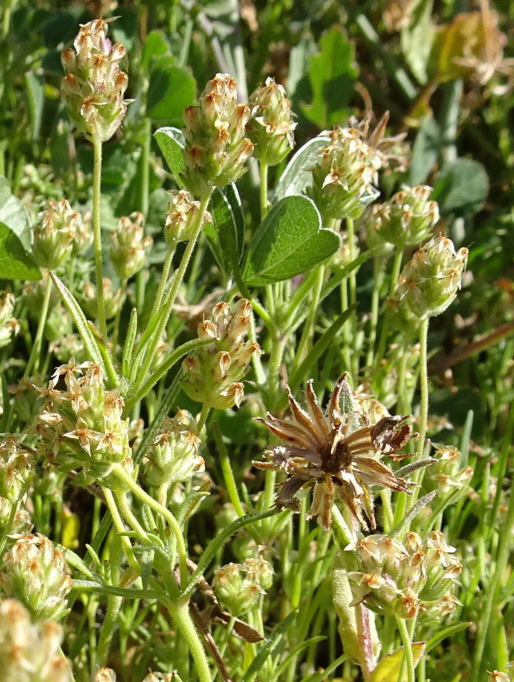 Image of glandular plantain