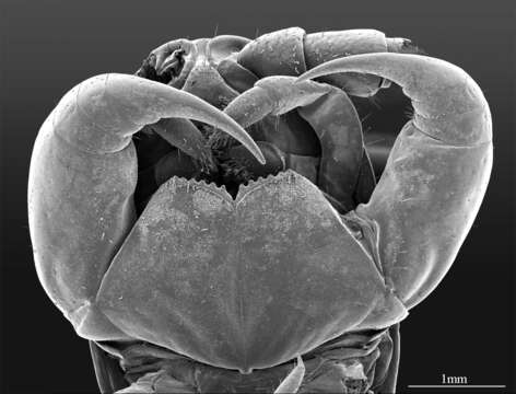 Image of Eupolybothrus cavernicolus Komericki & Stoev ex Stoev et al. 2013