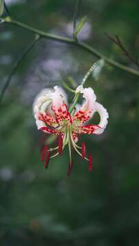 Image of Lilium speciosum var. gloriosoides Baker