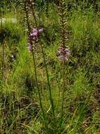 Image of dense blazing star