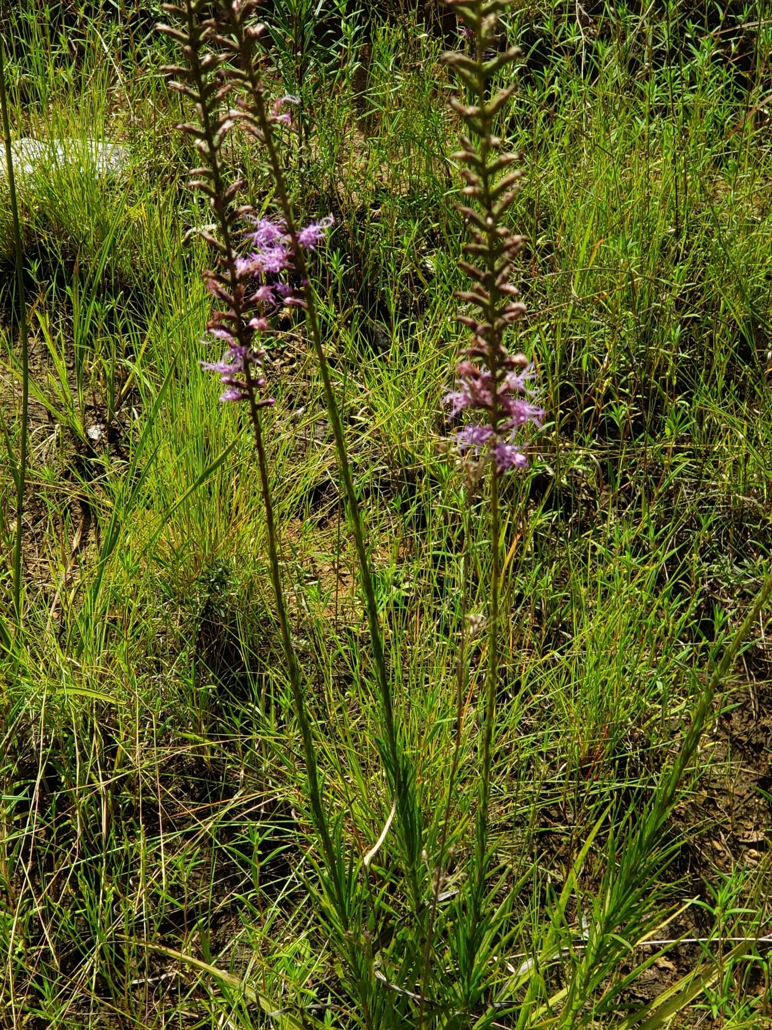 Слика од Liatris spicata var. resinosa (Nutt.) Gaiser