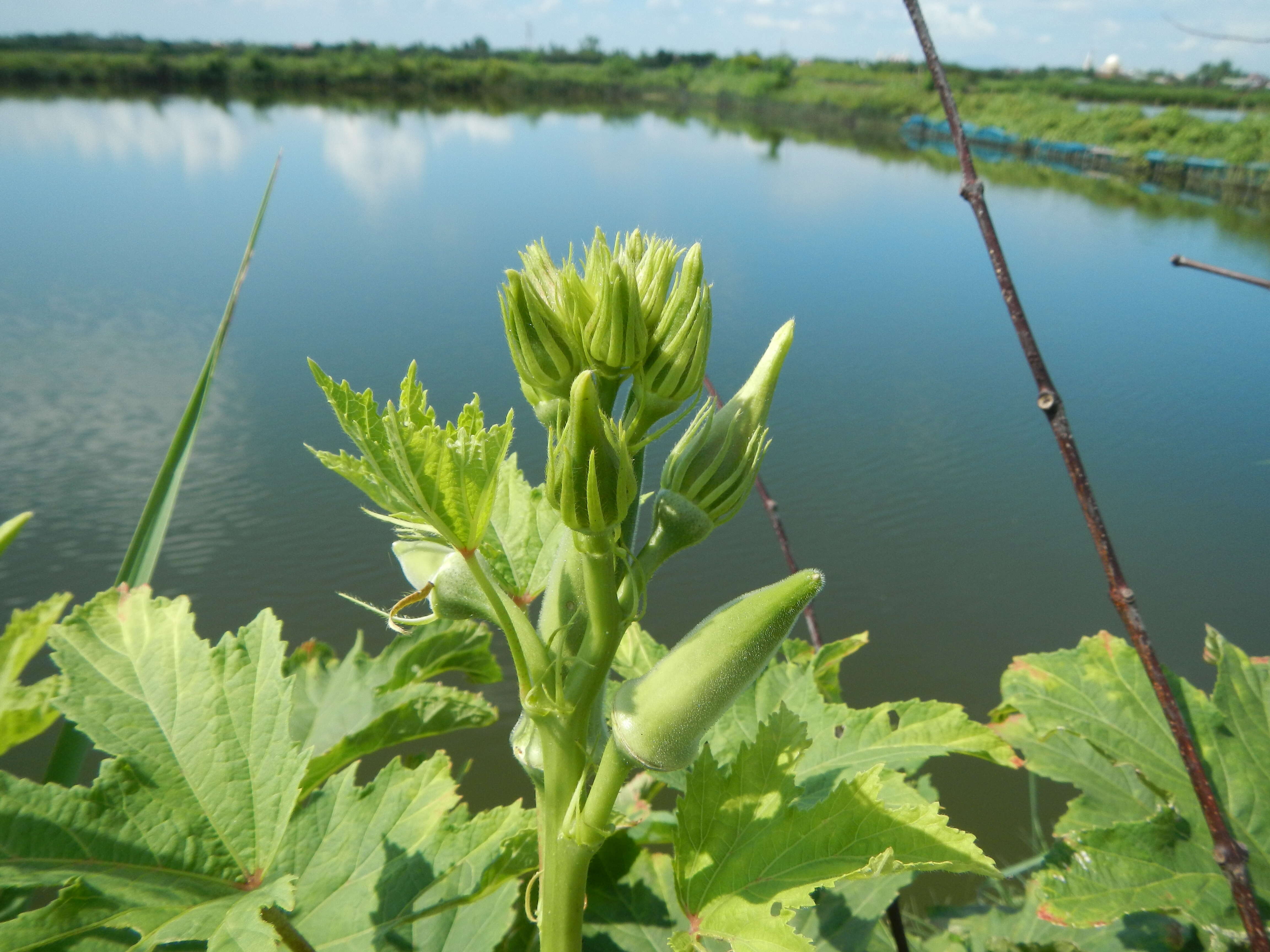 Image of okra