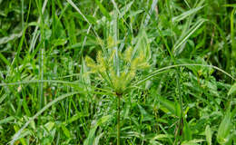 Image of strawcolored flatsedge