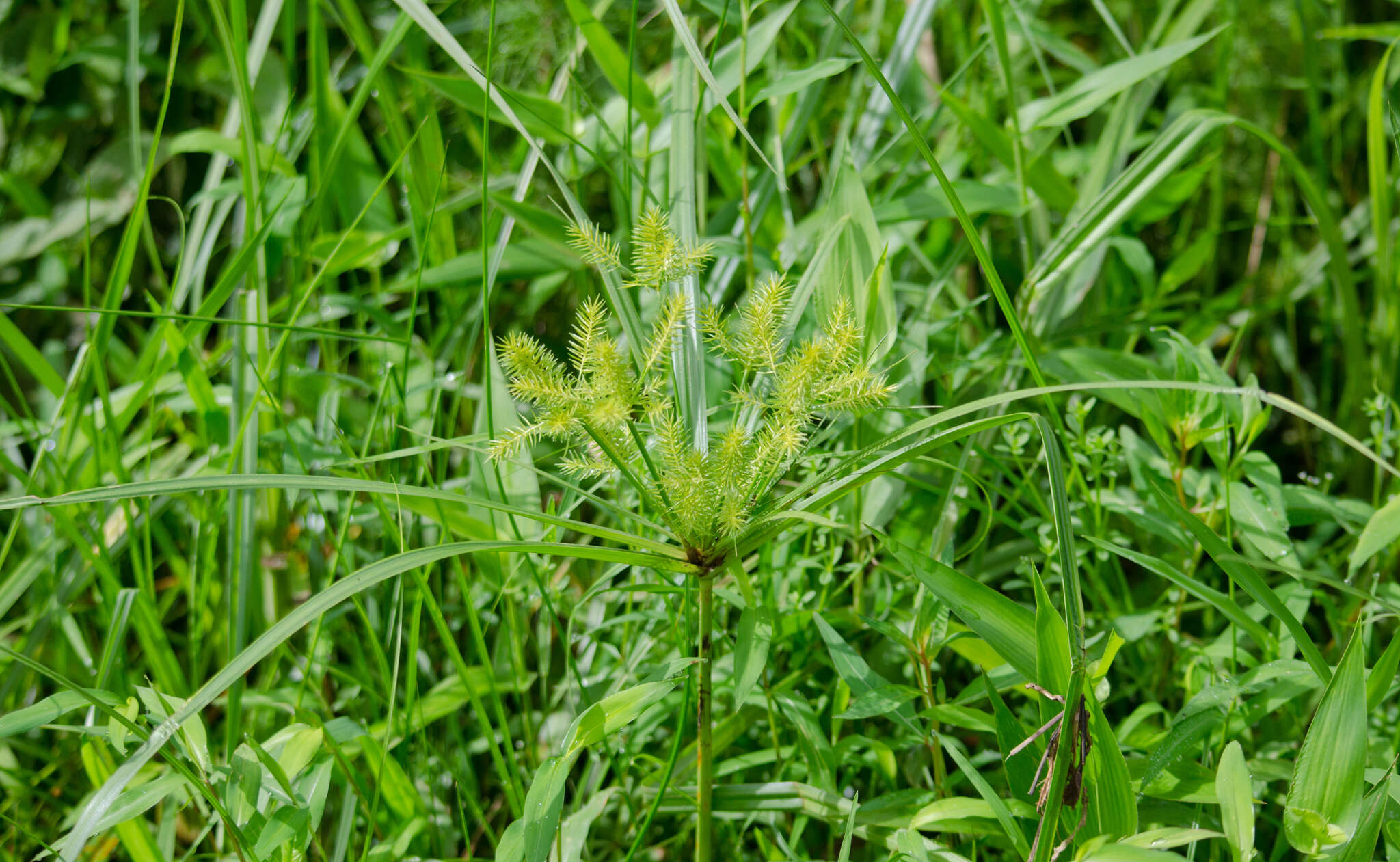 Image of strawcolored flatsedge