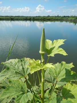 Image of okra