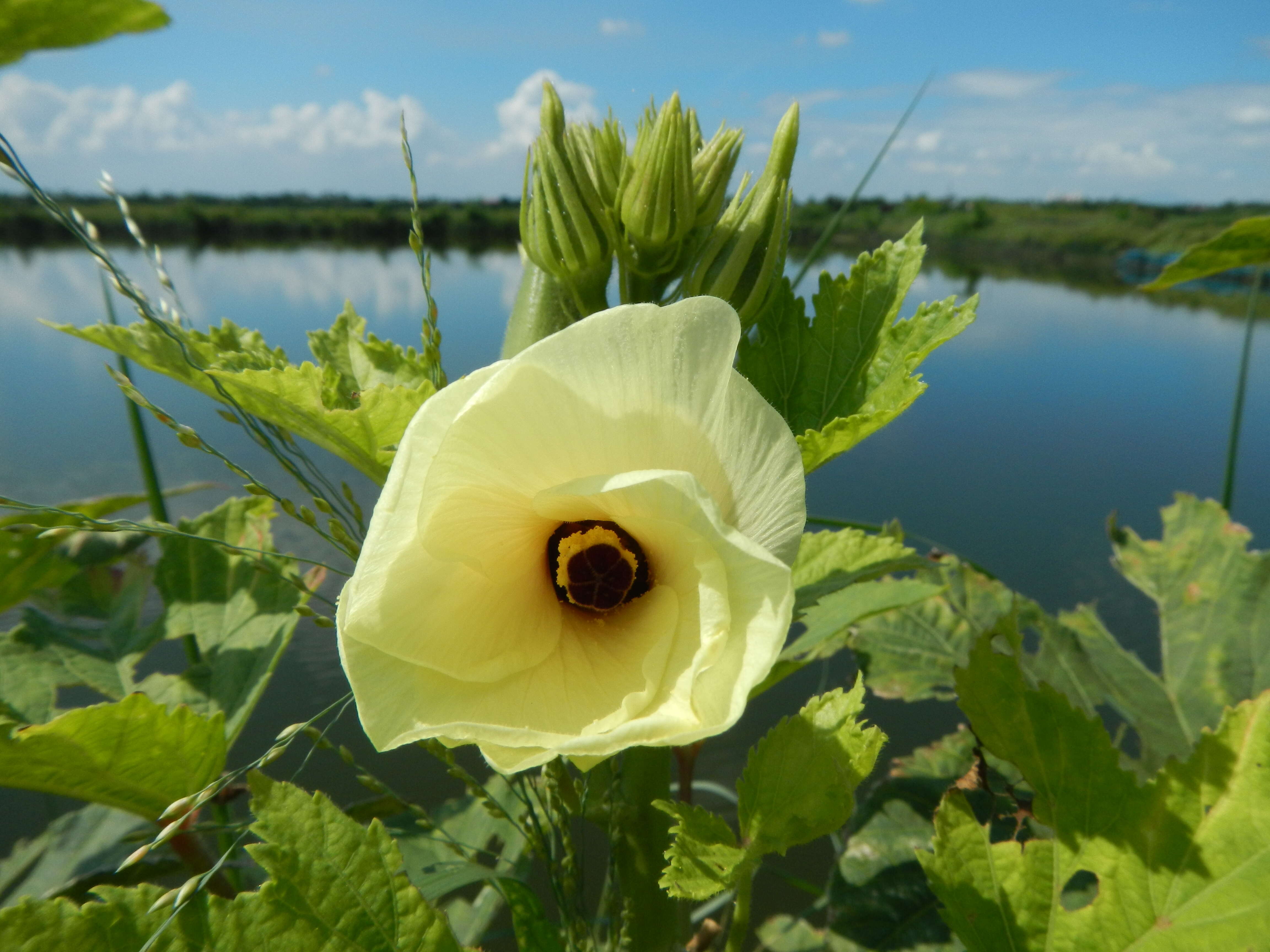 Image of okra