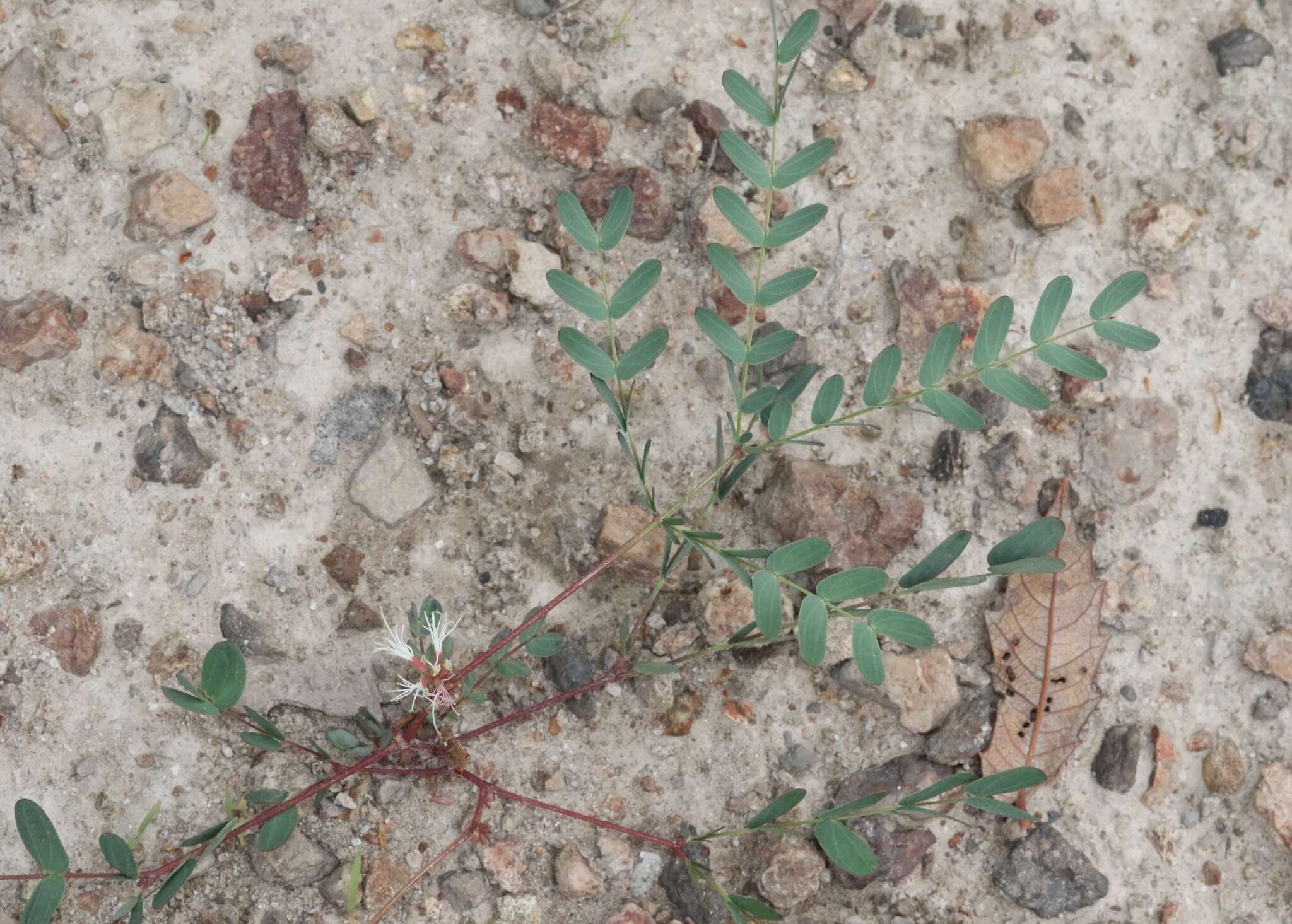 Image of dwarf stickpea