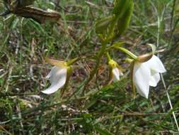 Sivun Eulophia ovalis Lindl. kuva