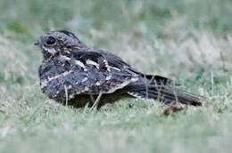 Image of Slender-tailed Nightjar