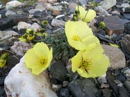 Image of Arctic poppy