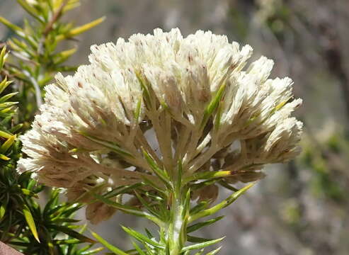 Image of Metalasia trivialis P. O. Karis