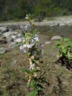 Image of Cuphea angustifolia Jacq. ex Koehne