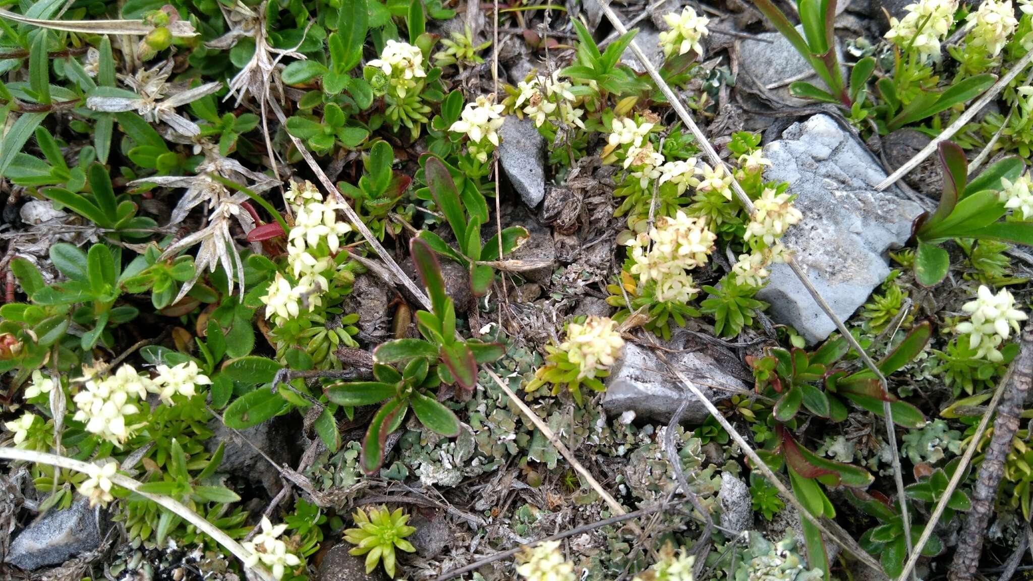 Plancia ëd Galium noricum Ehrend.