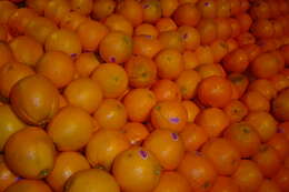 Image of Citrus × sinensis