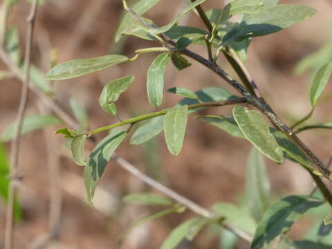 Image of Cadaba fruticosa (L.) Druce