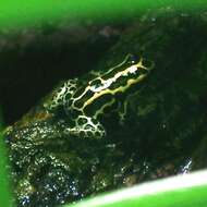 Image of Reticulated poison frog