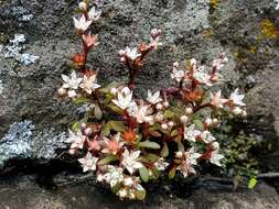 Image of Sedum jaliscanum S. Wats.