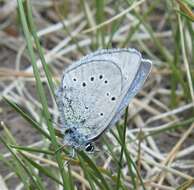 Image of Silvery Blue