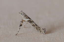 Image of Caloptilia cuculipennella (Hübner 1796)