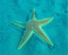 Image of Astropecten aranciacus (Linnaeus 1758)