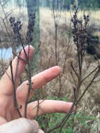 Image of coastal sweetpepperbush