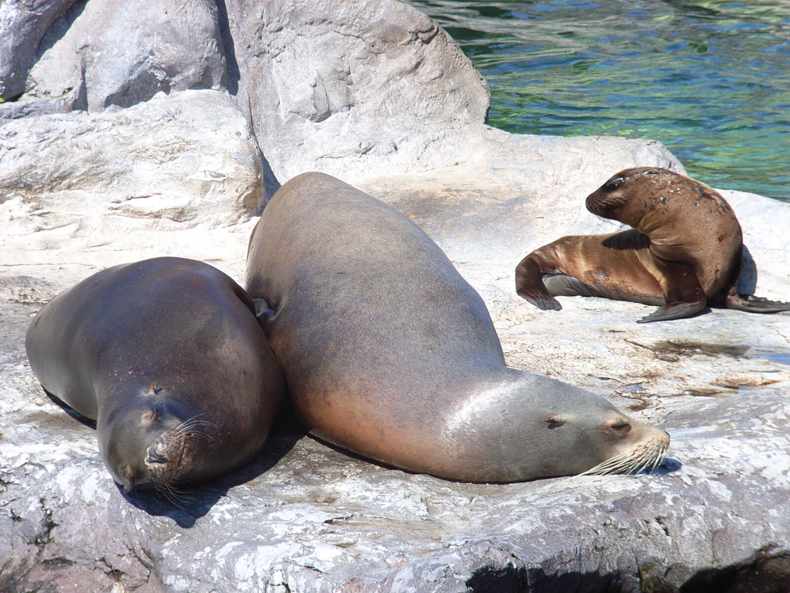 Image of eared seals