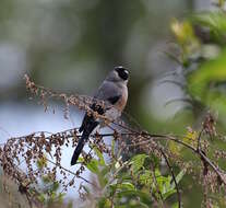 Image of Grey-headed Bullfinch