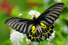 Image of Golden Birdwing Butterfly