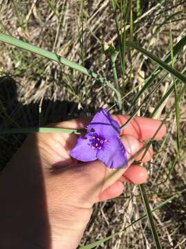 Image of prairie spiderwort