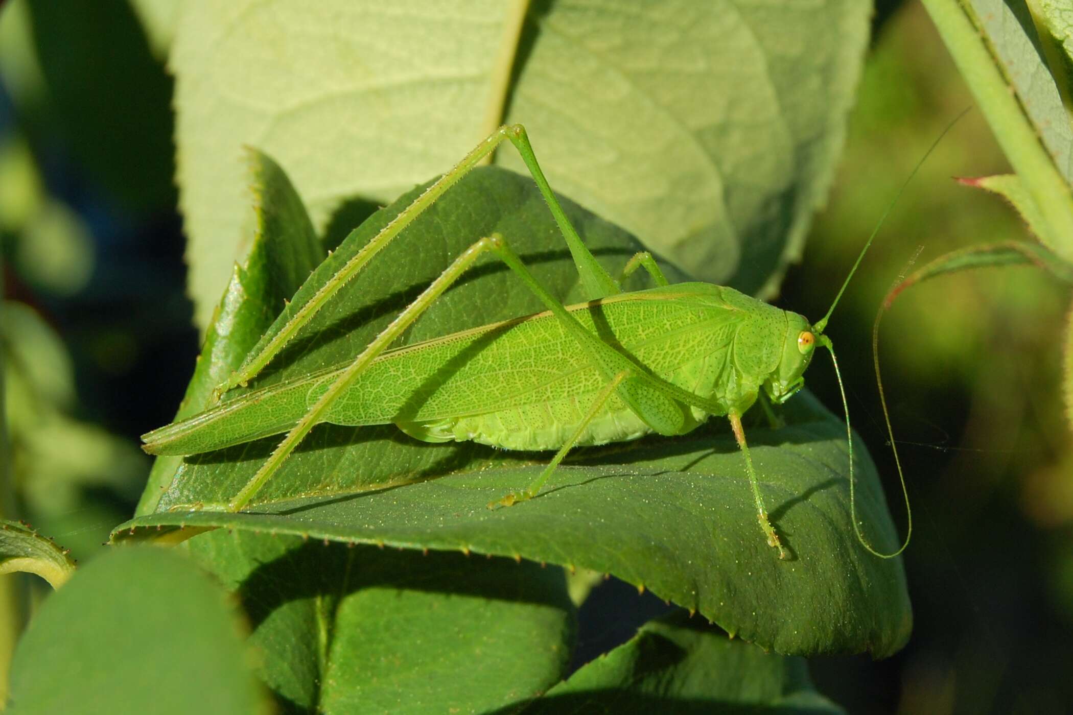 Image of Mediterranean Katydid