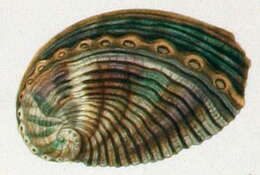 Image of Haliotis rugosa Lamarck 1822