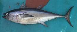 Image of Longtail Tuna