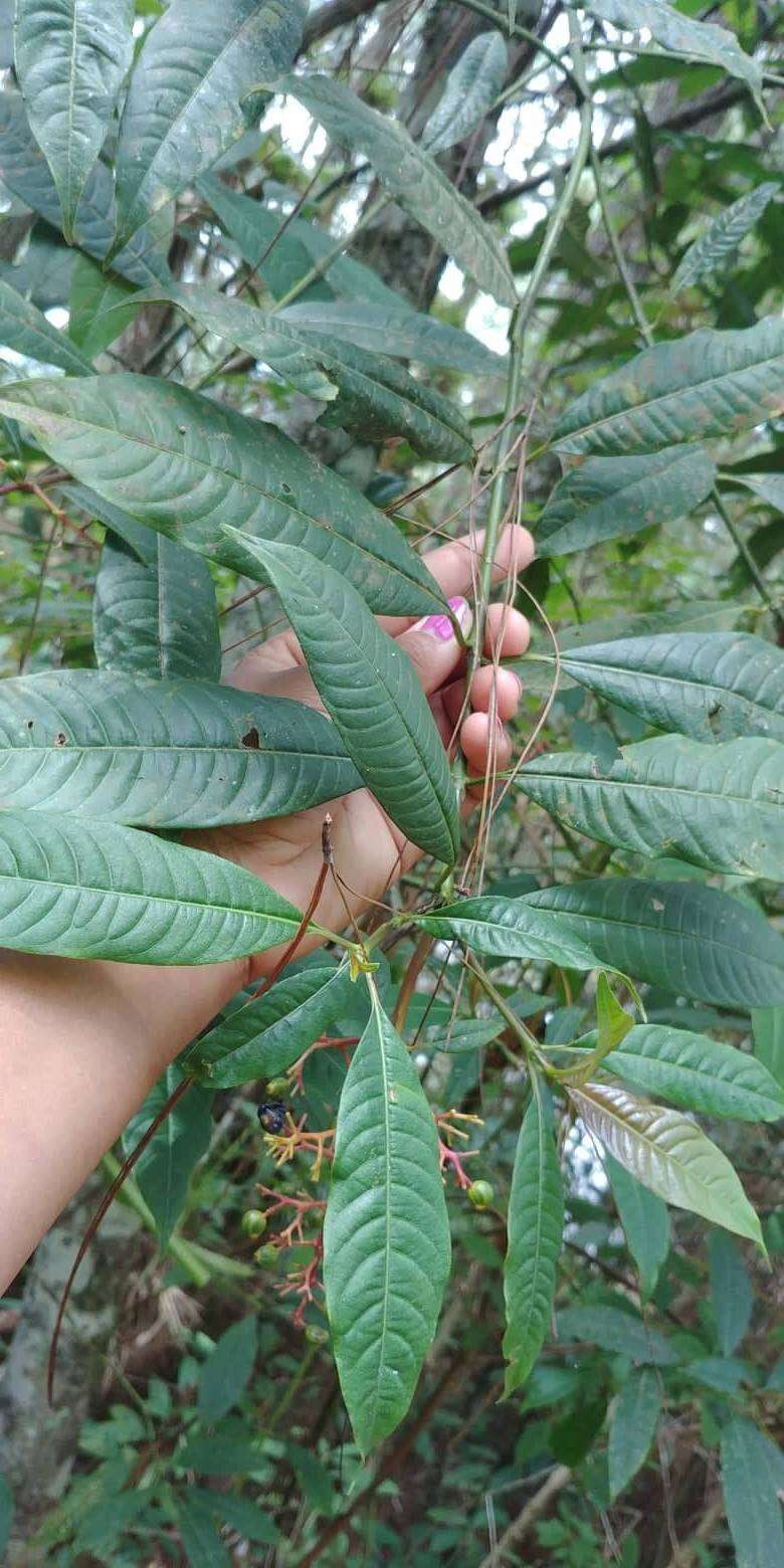 Image de Palicourea padifolia (Willd. ex Schult.) C. M. Taylor & Lorence