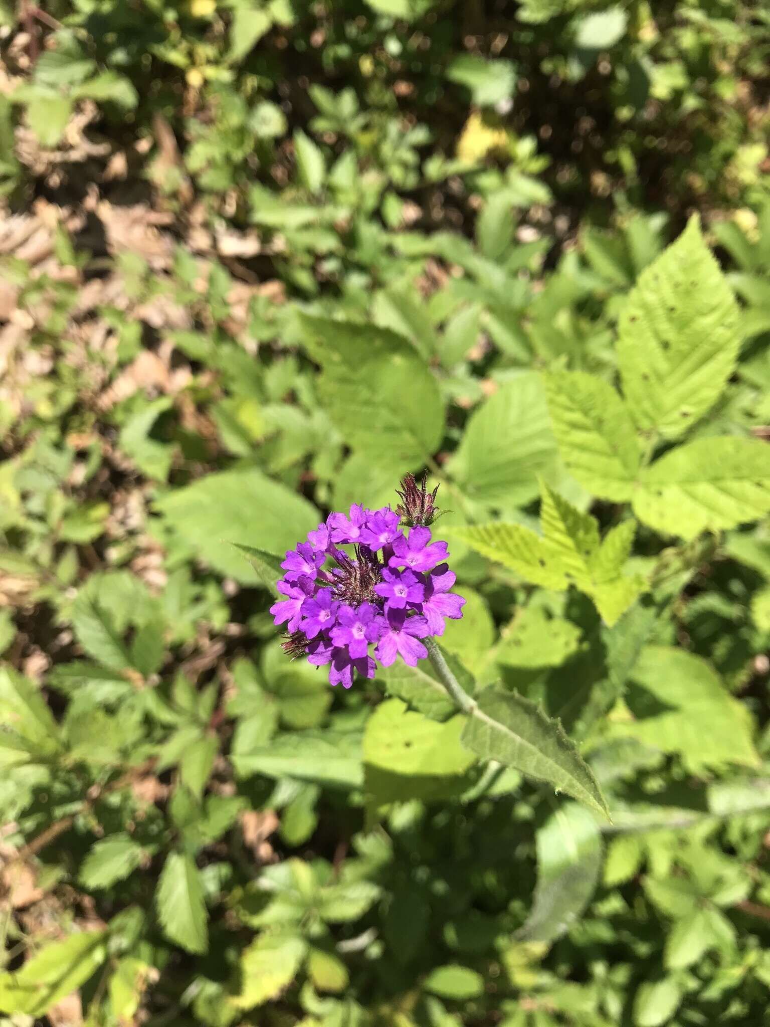 Image of tuberous vervain