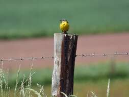 Image of Western Yellow Wagtail