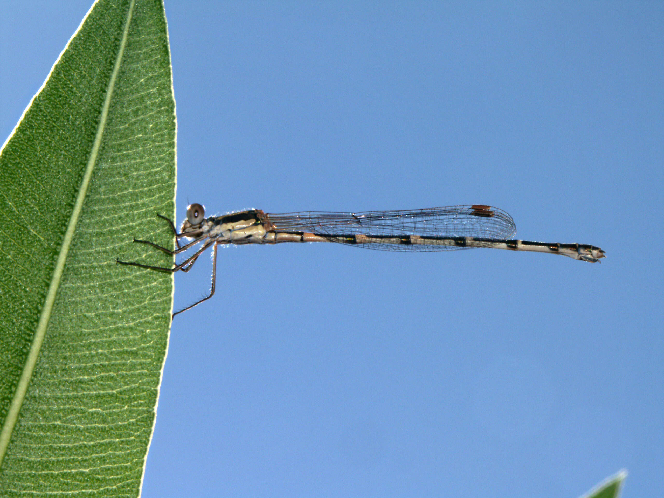 Image of Austrolestes leda (Selys 1862)