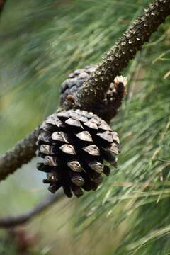 Image of Yunnan Pine