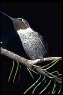 Image of Calypte Gould 1856