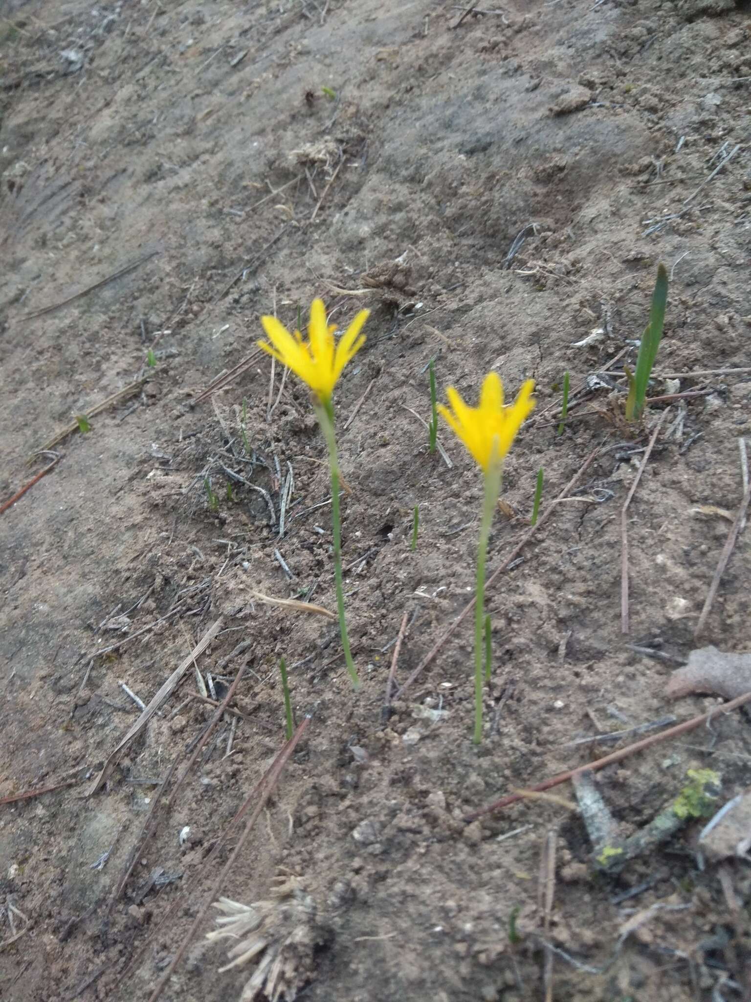 Image of Narcissus cavanillesii Barra & G. López