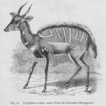 Image of Bushbuck