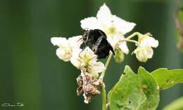 Image of Bombus pauloensis Friese 1912