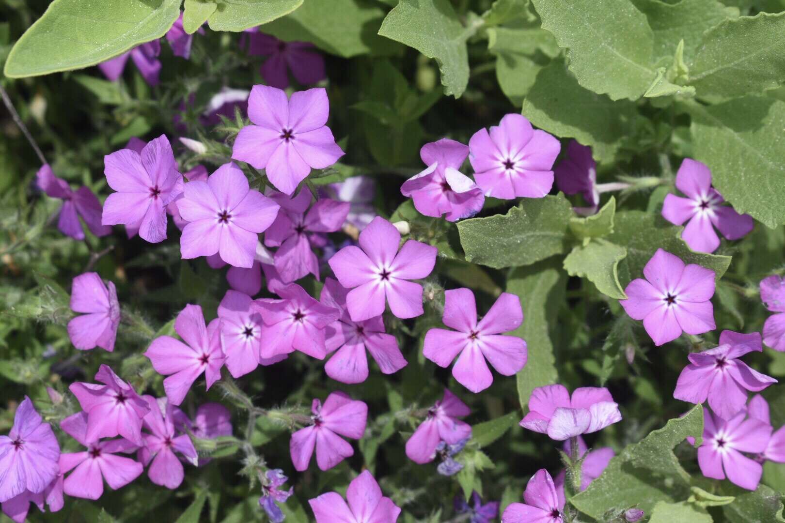 Image of Rio Grande phlox