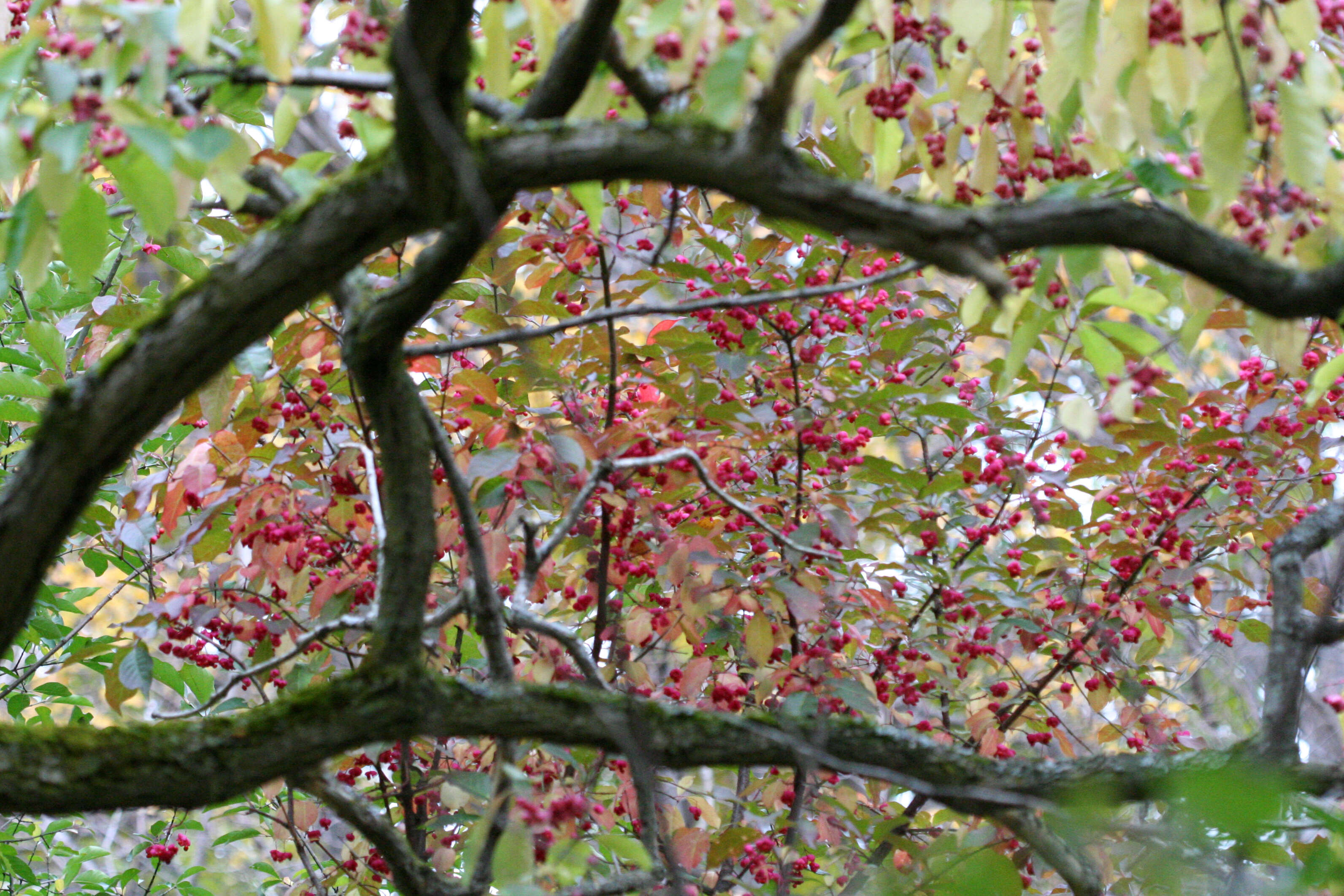 Image of Common spindle tree