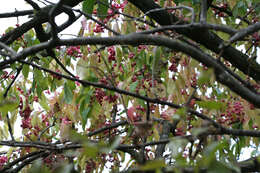 Image of Common spindle tree