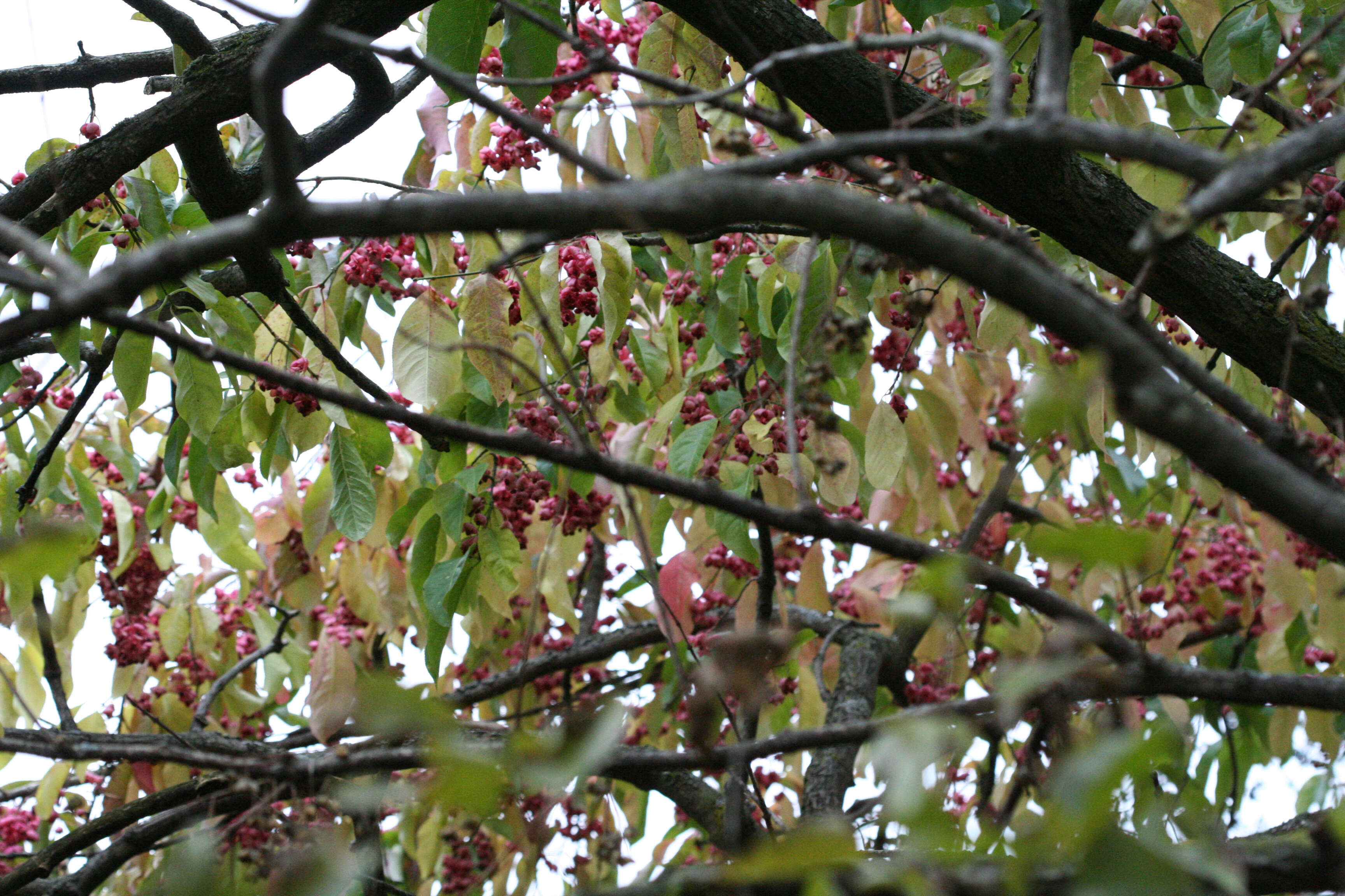 Image of Common spindle tree