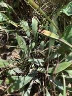 Image of Solidago simplex var. racemosa (E. Greene) G. S. Ringius