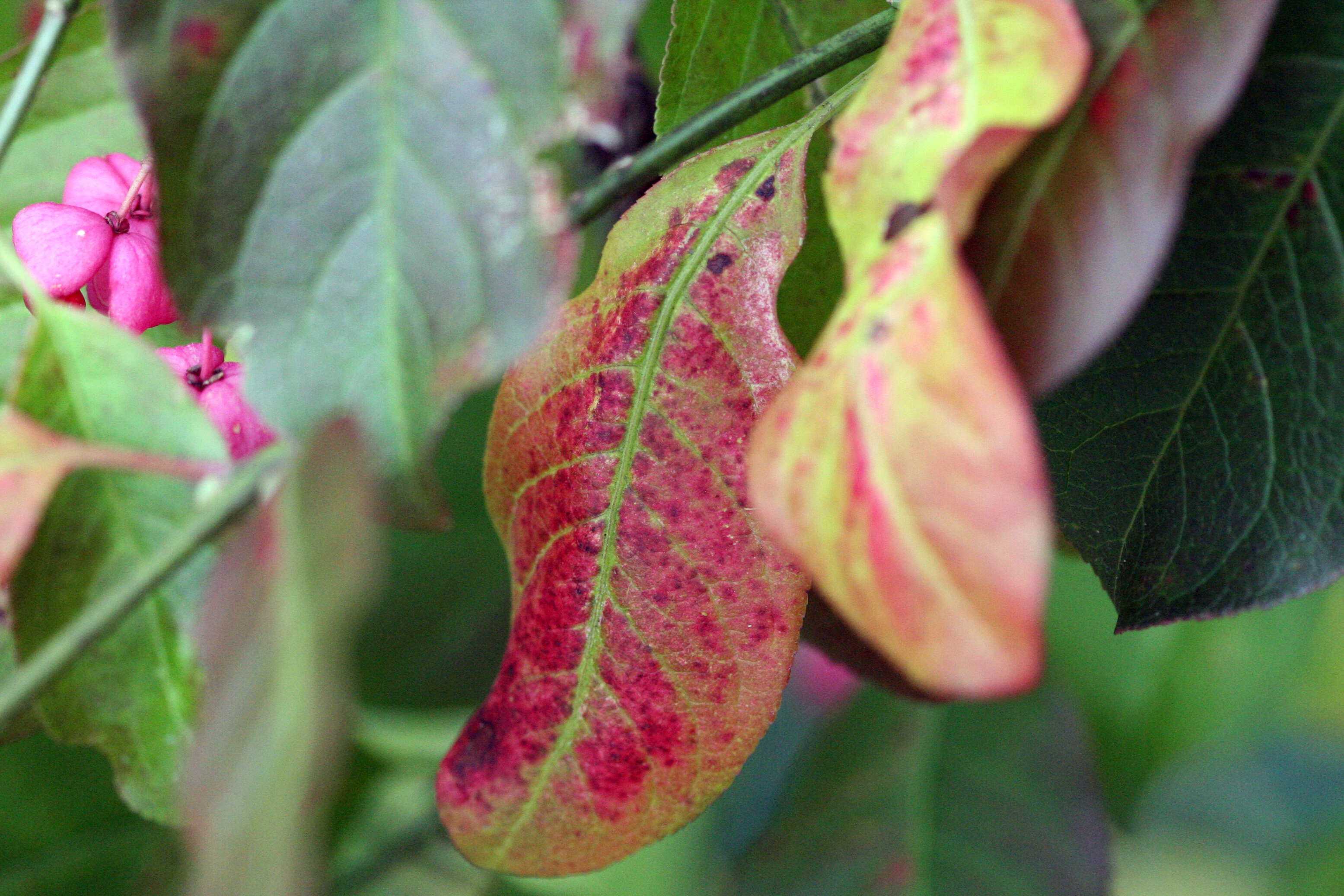 Image of Common spindle tree