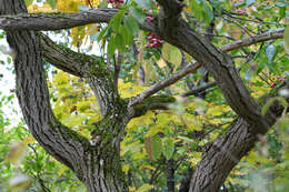 Image of Common spindle tree