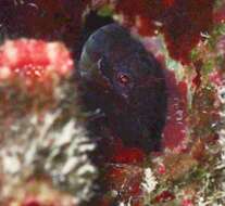 Image of Pearl Blenny