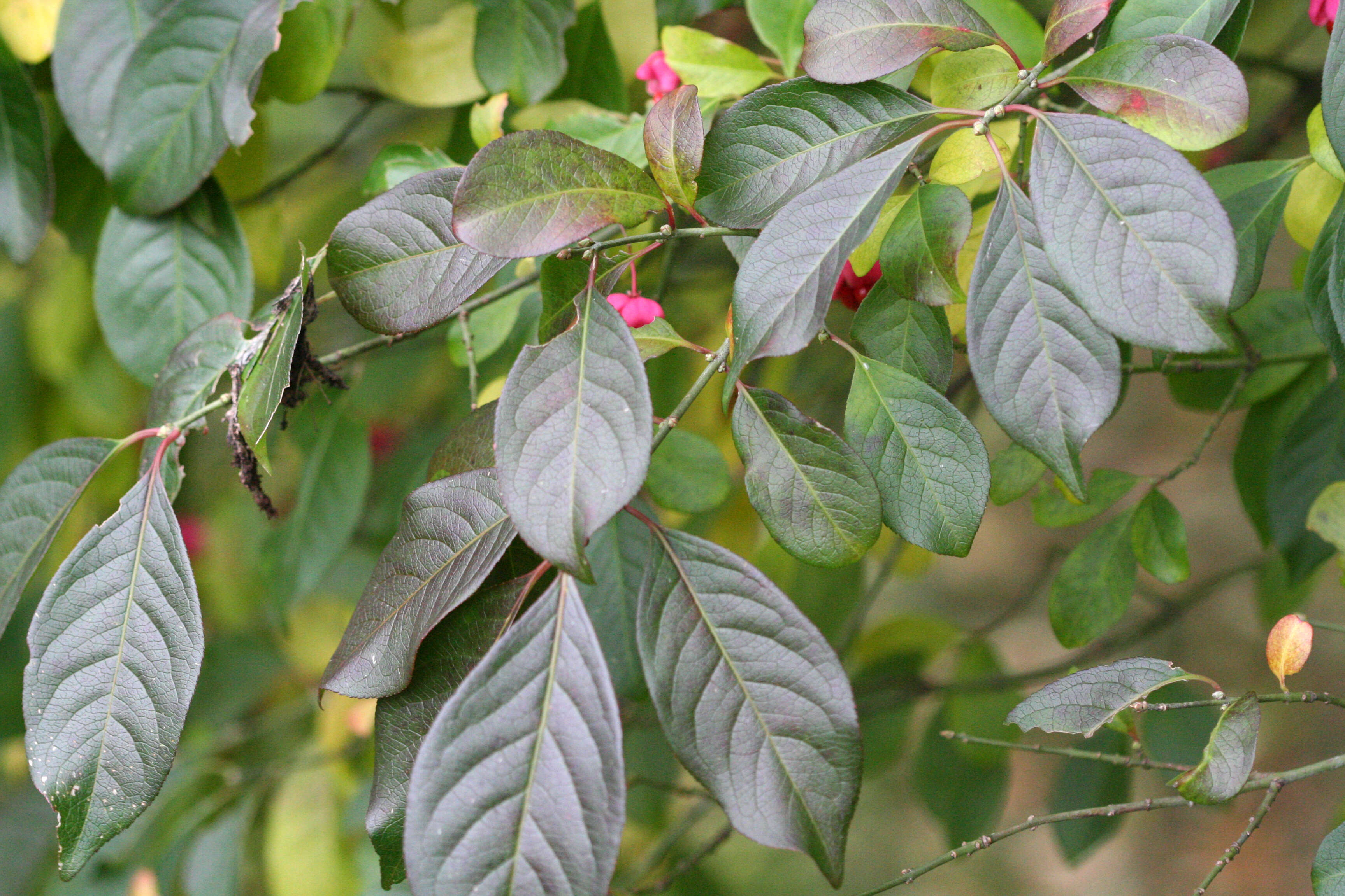 Image of Common spindle tree